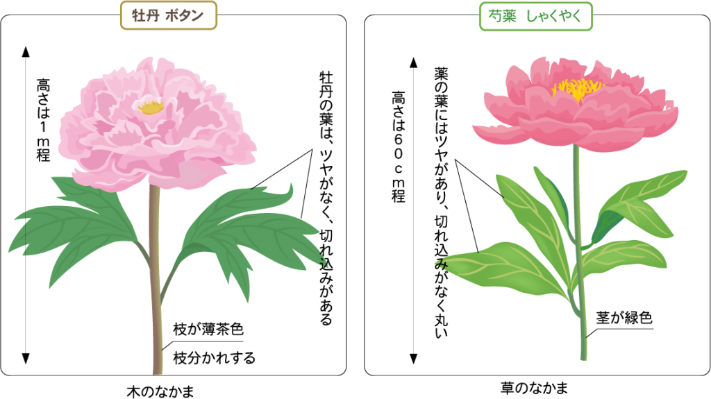 牡丹と芍薬の違いと簡単な見分け方を画像で徹底リサーチ | Letu0027s